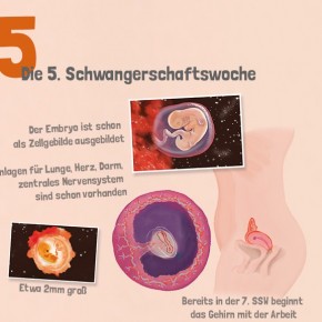 Eine Schwangerschaft im Überblick (Infografik) Eine Schwangerschaft im Überblick (Infografik)