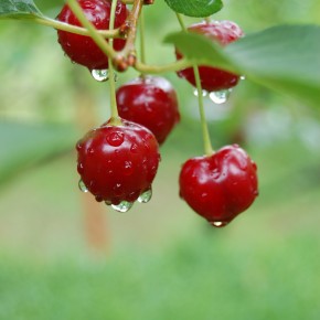 Fünf am Tag sind nicht genug: Forscher empfehlen mehr Obst und Gemüse Fünf am Tag sind nicht genug: Forscher empfehlen mehr Obst und Gemüse